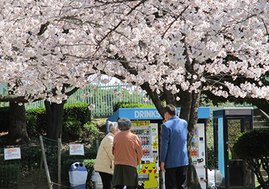 桜花見1